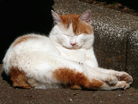 岩本山公園の猫