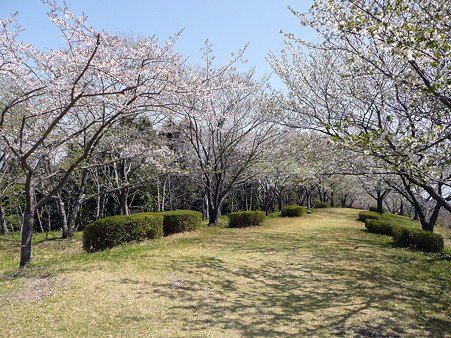 明星山山頂