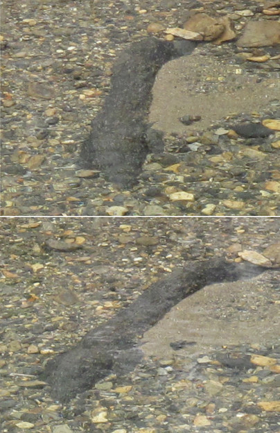 IMG_9355オオサンショウウオか? 写真: IMG_9355オオサンショウウオか?