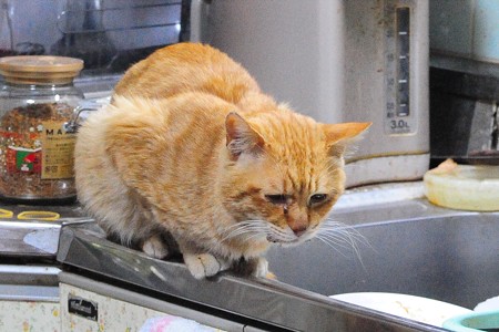 2011年04月05日の茶トラのボクチン(6歳半)