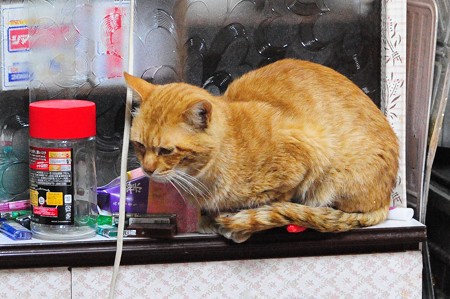 2011年04月05日の茶トラのボクチン(6歳半)