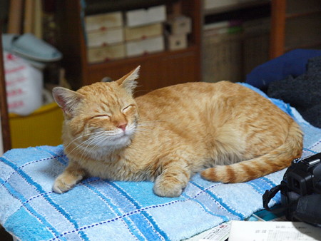2009年04月24日の茶トラのボクチン(もうすぐ5歳)