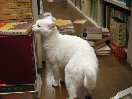 2015年5月28日のシロちゃん(2歳)