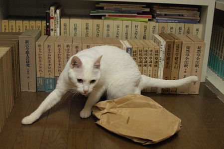 2015年5月28日のシロちゃん(2歳)