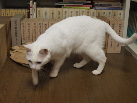 2015年5月28日のシロちゃん(2歳)