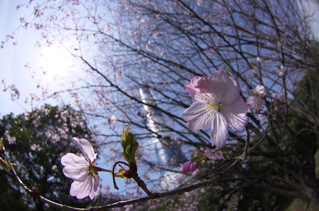 Photos: 桜と煙突(4/10の様子)その２