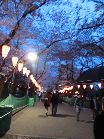 上野夜桜