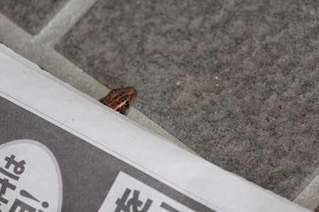 こんちは!