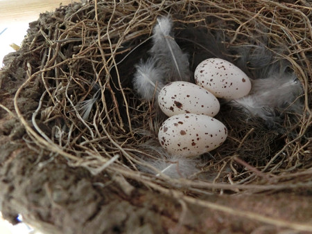 3個目のの産卵