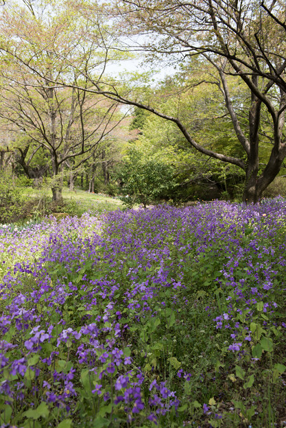 【昭和記念公園(ムラサキハナナ)】1