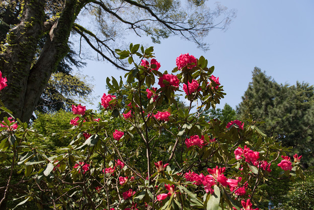 【神代植物公園(シャクナゲ：マーキーターズ・フレ)】1