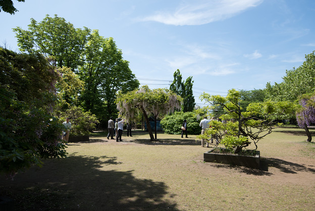 【大船植物園(藤の花)】2