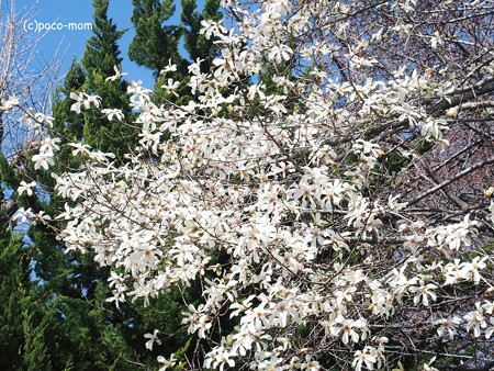 辛夷2015年03月27日_P3270389