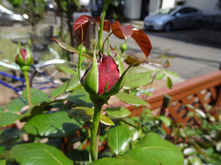 12rowai24061402