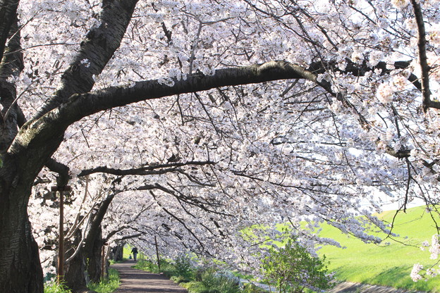 桜(2)
