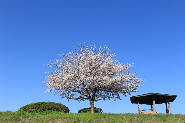 桜(3)