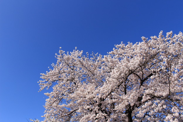 桜(5)