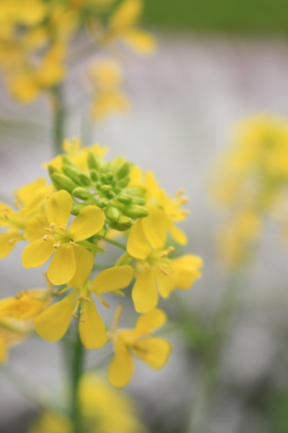 菜の花