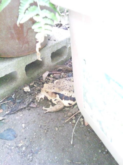 庭にいたウシカエル デカい 写真共有サイト フォト蔵