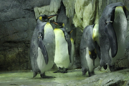 080　ペンギン
