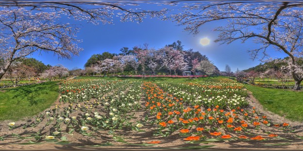 はままつフラワーパーク　桜　360度パノラマ写真(3) HDR