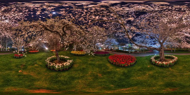 はままつフラワーパーク　夜桜　360度パノラマ写真(4) HDR