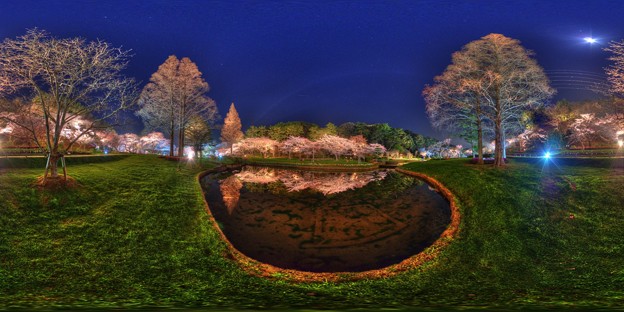 はままつフラワーパーク　夜桜　360度パノラマ写真(5) HDR
