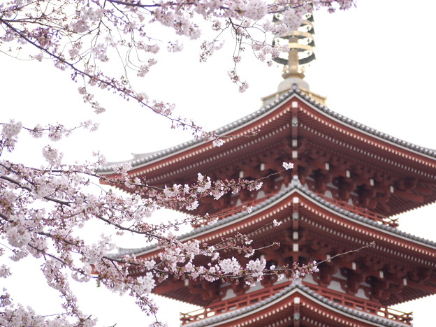 浅草寺 桜 写真共有サイト フォト蔵