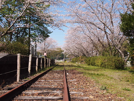 2012 桜 延岡
