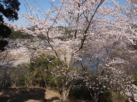2012 桜 延岡