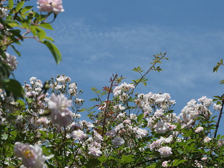 P5222047