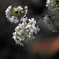 E57W0225_本丸横の桜