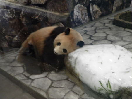 ぱんだ