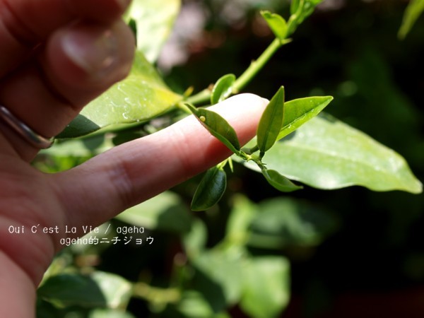 恒例の。大きさはこれくらい。（ナミアゲハ飼育）