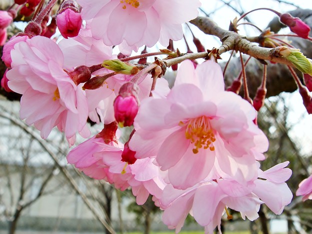 八重咲き　かわいい