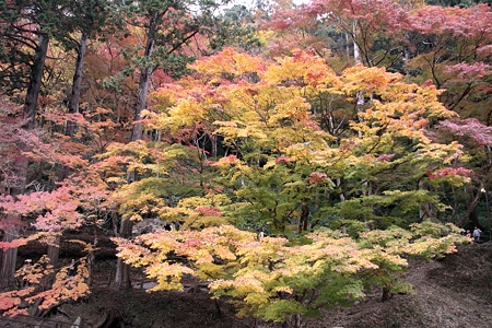 香嵐渓:五色楓