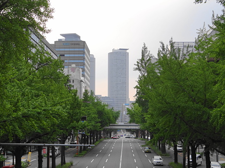 銀杏並木新緑の桜通り