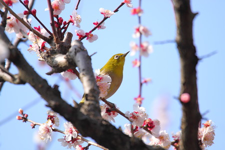 ウメジロ(5)