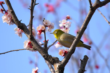 ウメジロ(6)