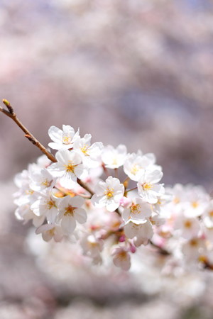 sakura