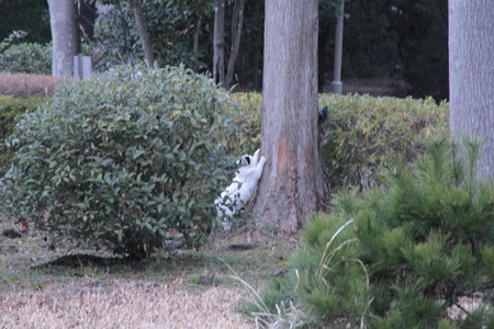 猫が爪といでる