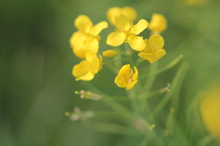 菜の花