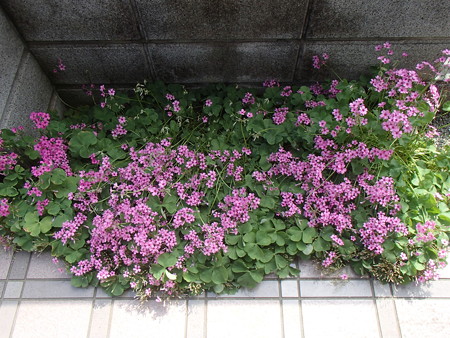 P5205647