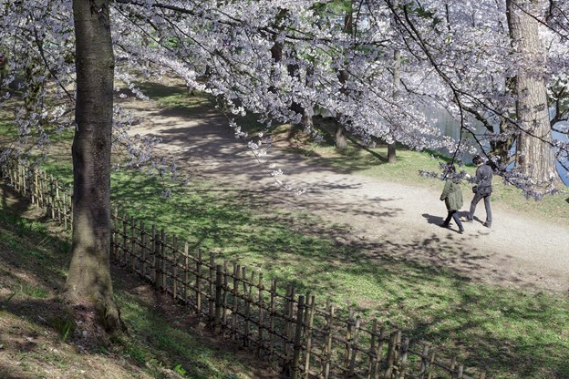 さくら咲く弘前公園お散歩スナップ。今日はスマホじゃない写真です。
