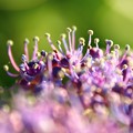 紫陽花と玉ボケ