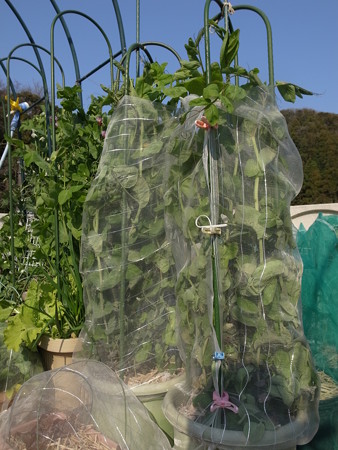 サヤエンドウ スナップエンドウ栽培 支柱立て 防虫ネット管理作業 暇人主婦の家庭菜園 楽天ブログ