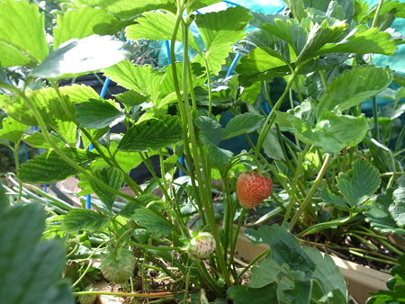 イチゴの育て方 ランナー切り方 暇人主婦の家庭菜園 楽天ブログ