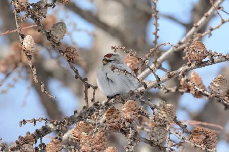コベニヒワ =成鳥メスか、未成鳥オスか、未成鳥メス