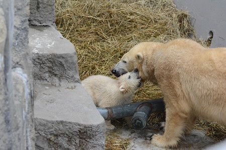 円山動物園 シロクマ赤ちゃん(2015,4/7)