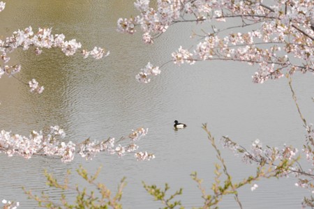 桜とキンクロハジロ 雄